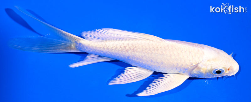 5" PLATINUM OGON BUTTERFLY