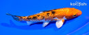 6.25" GINRIN YAMATO NISHIKI