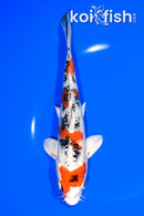 8" YAMATO NISHIKI