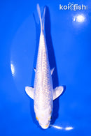 5.75" GINRIN PLATINUM OGON