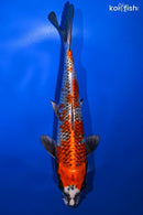 9.5" BENI GINGA