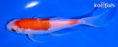 5.75" KOHAKU BUTTERFLY