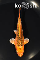 4.75" DOITSU ORENJI MATSUBA