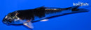 4.25" BENI GINNGA