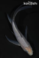 6" SORAGOI BUTTERFLY