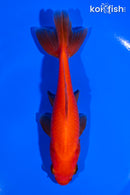 5.25" WAKIN GOLDFISH