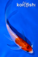 5" GINRIN GOROMO BUTTERFLY