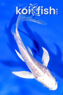 4.5" GINRIN ARAGOKE PLATINUM OGON BUTTERFLY