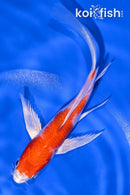 5.75" HARIWAKE BUTTERFLY