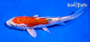 5.5" HEISEI NISHIKI