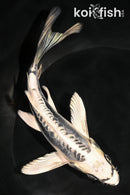 7" KIKOKURYU BUTTERFLY