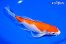 9.5" KOHAKU BUTTERFLY