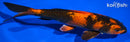 7.75" KIN HI UTSURI