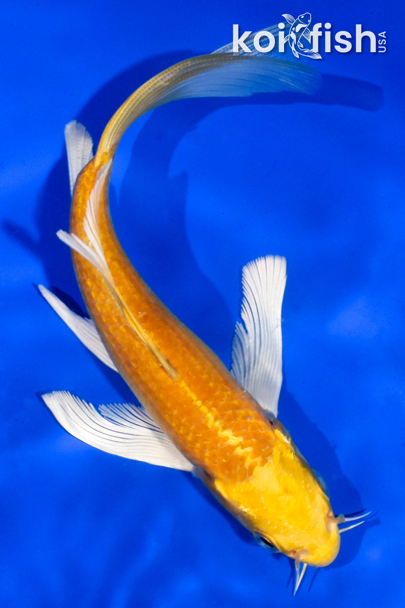 6" YAMABUKI OGON BUTTERFLY