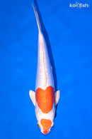 12.25" KIKUSUI