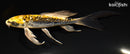 6.25" GINRIN ARAGOKE KIN KIKOKURYU BUTTERFLY