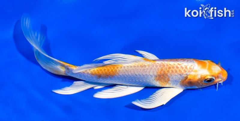 5.5" HARIWAKE BUTTERFLY