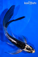 5.5" KABUTO BUTTERFLY