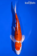 7" GINRIN YAMATO NISHIKI