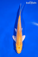 6" YAMABUKI OGON