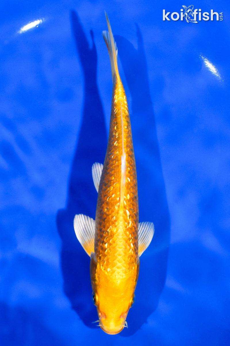 7" GINRIN YAMABUKI OGON