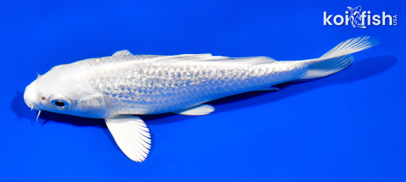 6" GINRIN PLATINUM OGON
