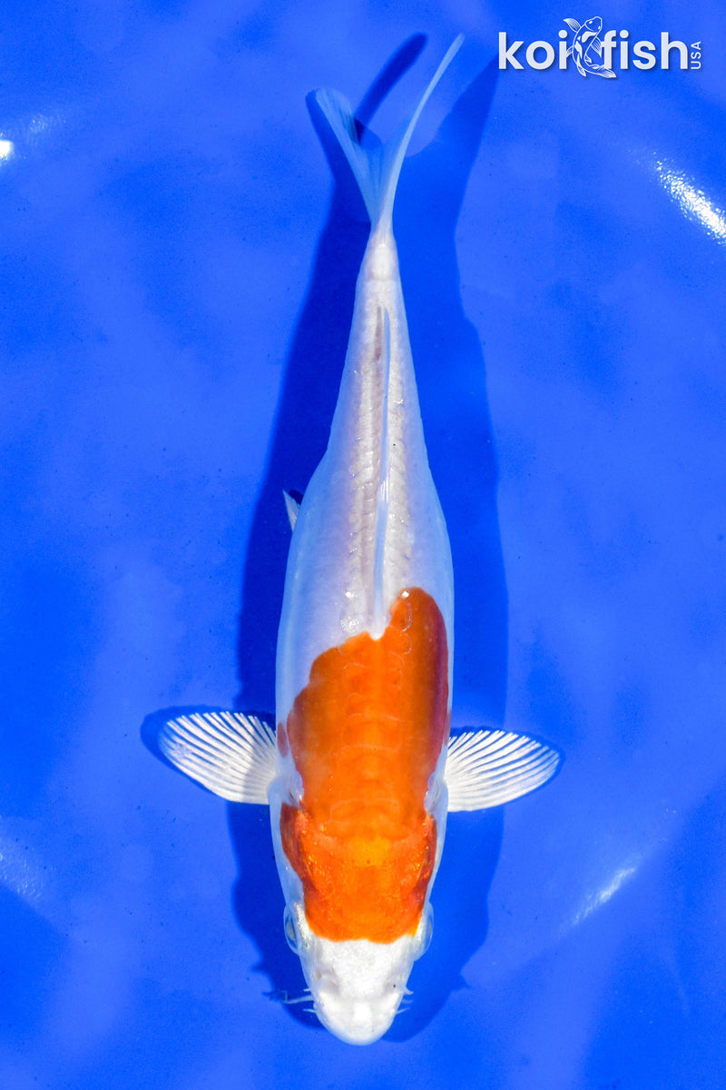 6.5" KIKUSUI