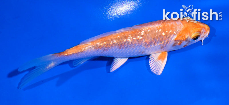 4.5" GINRIN HARIWAKE