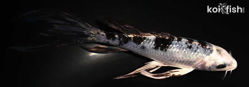 5.5" GINRIN GIN SHIRO BEKKO BUTTERFLY