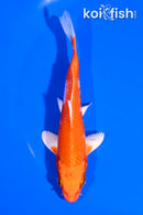 5" HARIWAKE