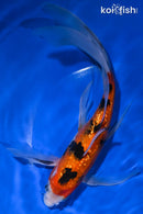 10" GINRIN AKA SANKE BUTTERFLY