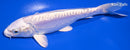 6.5" DOITSU PLATINUM OGON