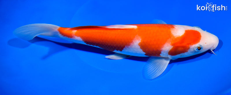 10" KOHAKU