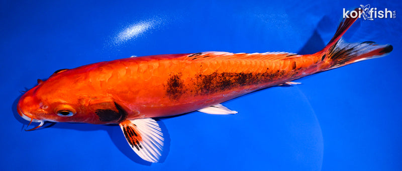 11.5" BENI KIKOKURYU