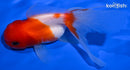 5" ORANDA GOLDFISH
