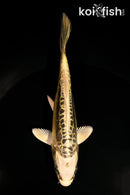 5.5" KIN KIKOKURYU