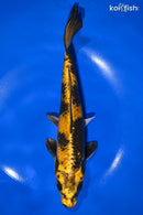 9.25" KI UTSURI