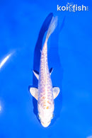 5.5" LEMON HARIWAKE