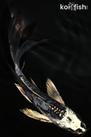 5.25" KIKOKURYU BUTTERFLY