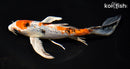 7.5" YAMATO NISHIKI BUTTERFLY