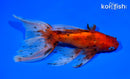 6.5" WATONAI GOLDFISH