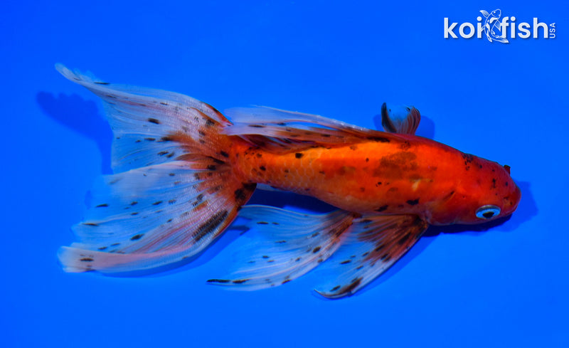 6.5" WATONAI GOLDFISH