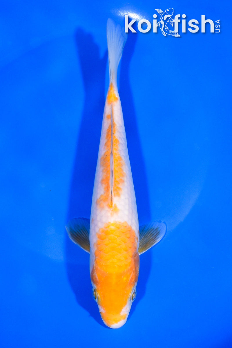 7.5" OCHIBA SHIGURE