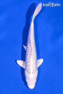 6" DOITSU PLATINUM OGON