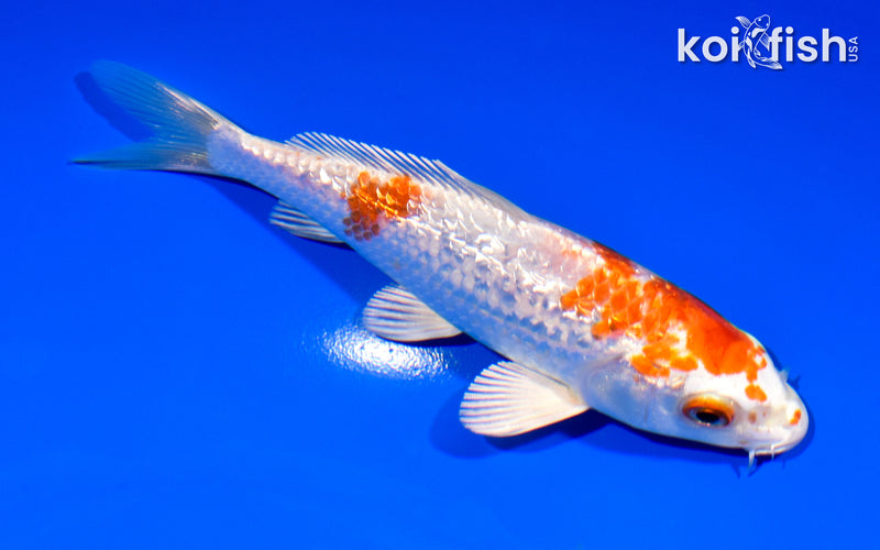 5.25" GINRIN HARIWAKE