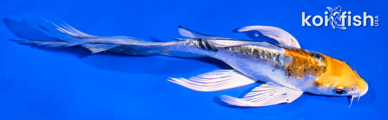 5.5" ARAGOKE HEISEI NISHIKI BUTTERFLY