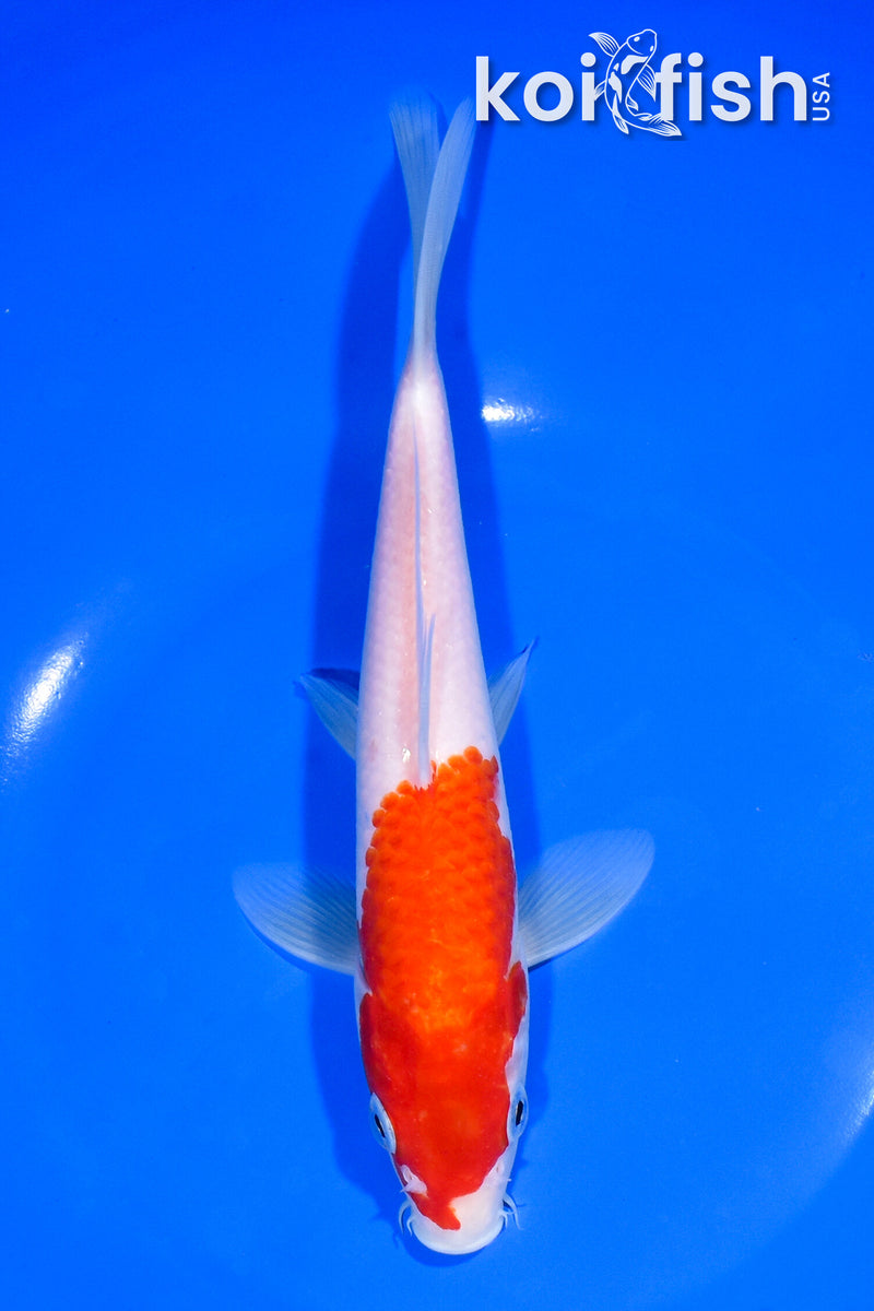 8.25" KOHAKU
