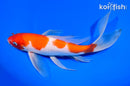 9.75" KOHAKU BUTTERFLY