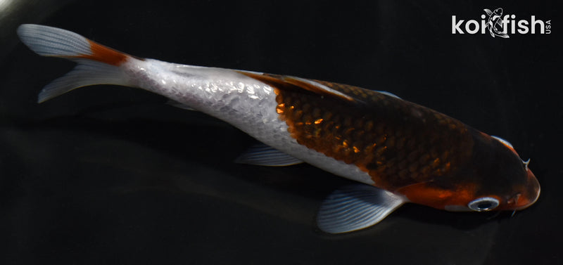 5.5" GINRIN GOROMO