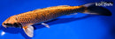 9.75" KIN ORENJI MATSUBA